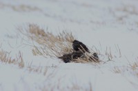 /album/sepon-luontokuvat/verkkokarin-kottaraiset-jpg/